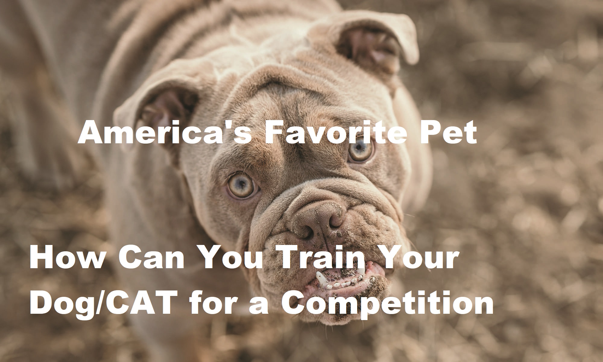 America's favorite Pet Voting 2022 Pet contest online Voting