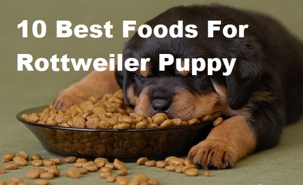 Best Foods For Rottweiler Puppy