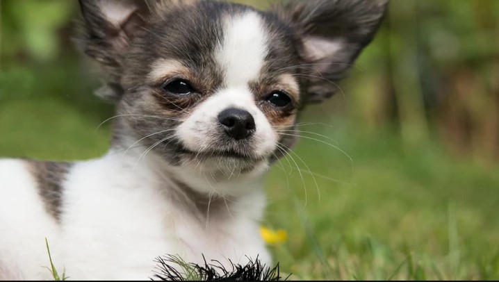 Fluffy Teacup Chihuahua