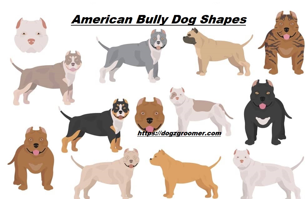 american bully colors chart