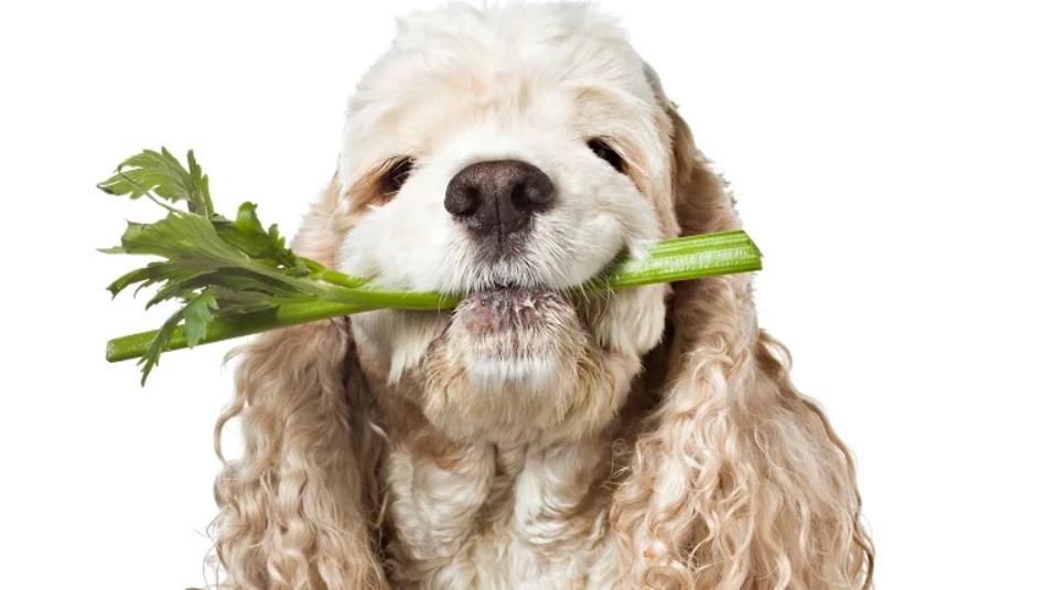 is bok choy good for dogs