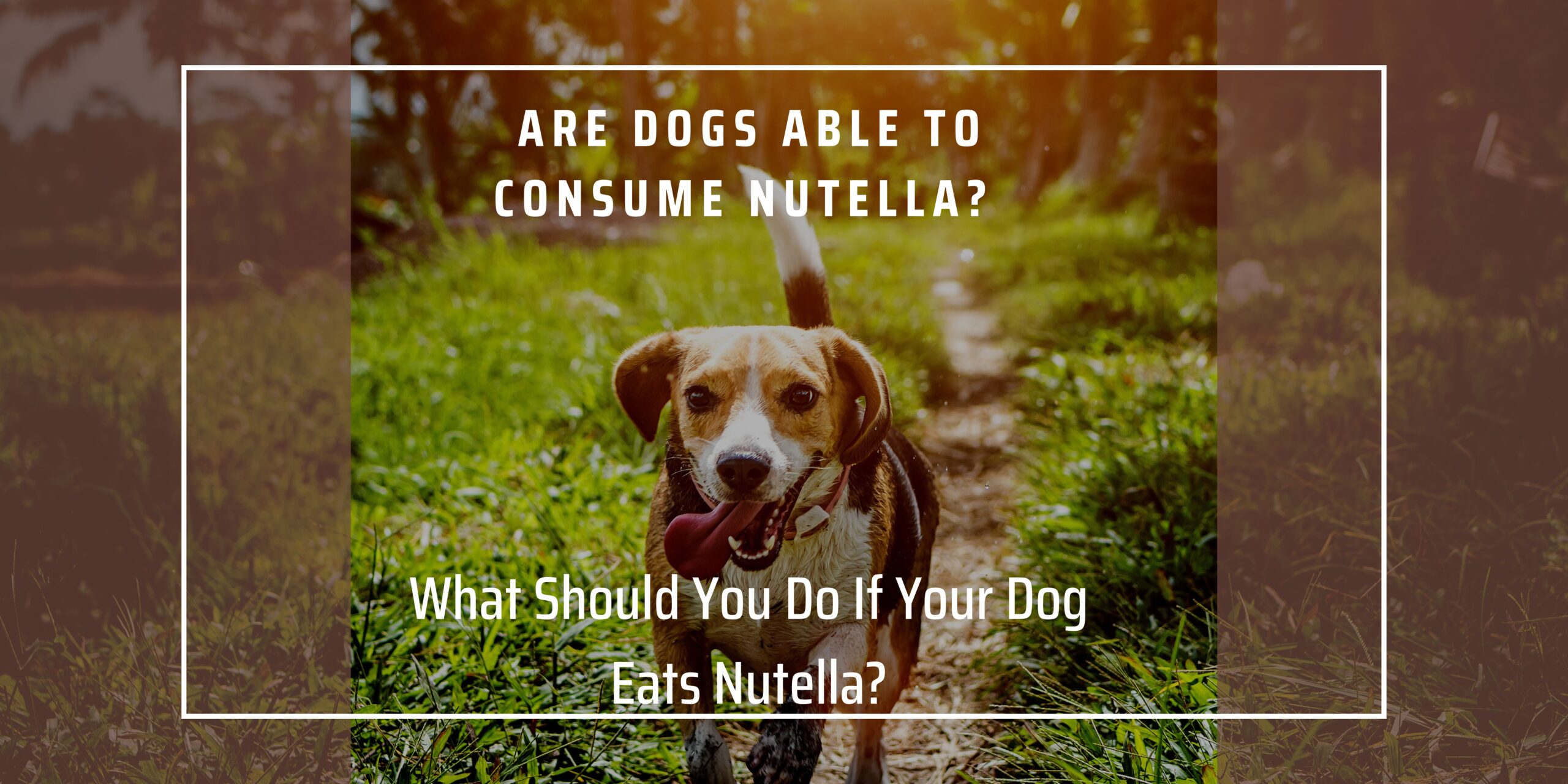 Can Dogs Consume Nutella