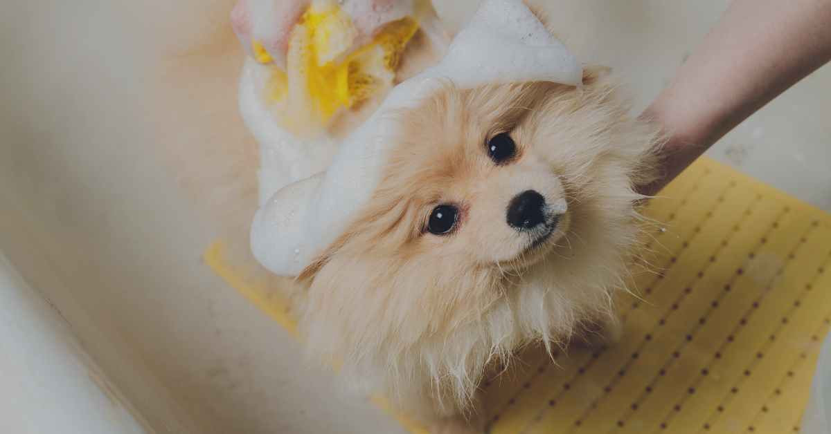 Pomeranian dog Health Issues